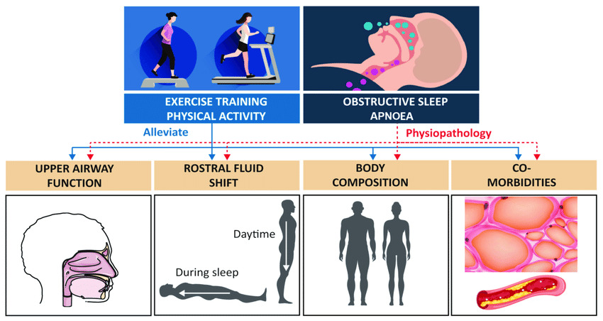 Engaging in regular exercise enhances energy levels, supports cardiovascular health, and aids in managing sleep apnea.