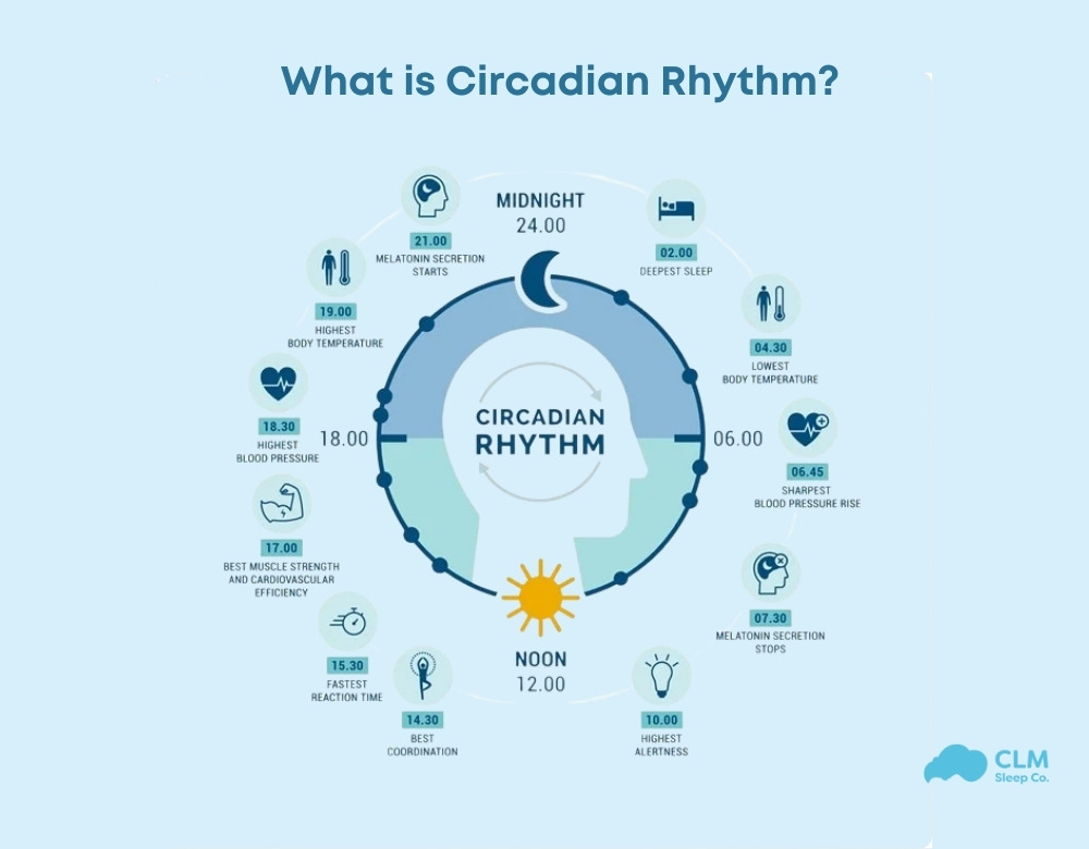 Definition of Circadian Rhythm