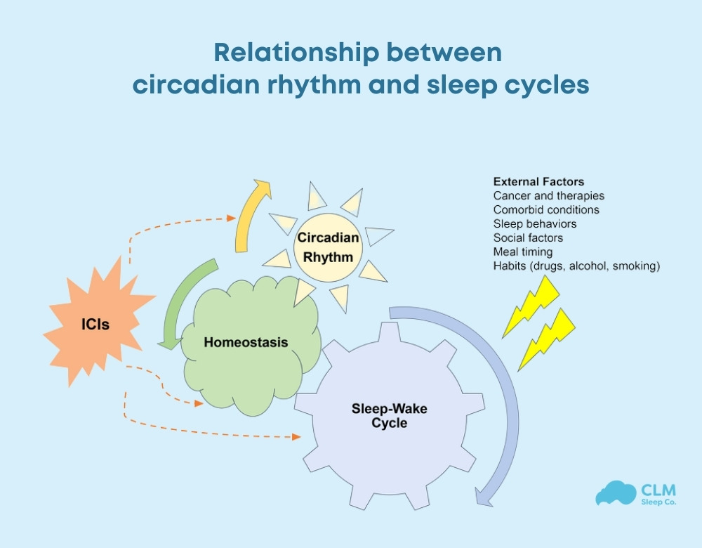 Relationship between circadian rhythm and sleep cycles